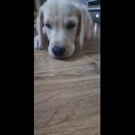 Labrador Retriever - Both