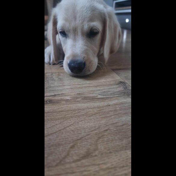 Labrador Retriever - Both