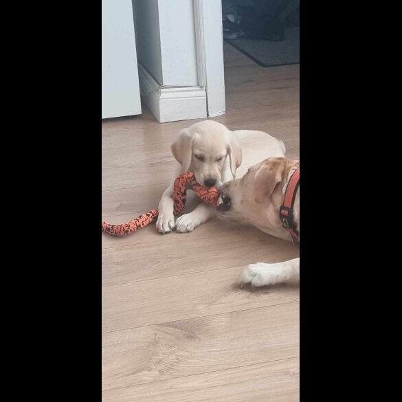 Labrador Retriever - Both