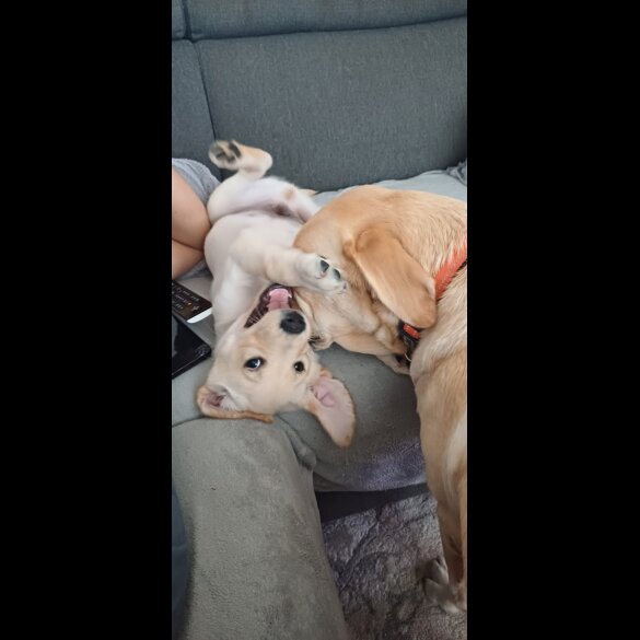 Labrador Retriever - Both