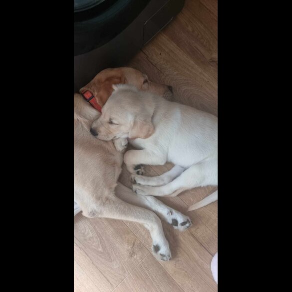 Labrador Retriever - Both
