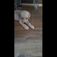 Labrador Retriever - Both