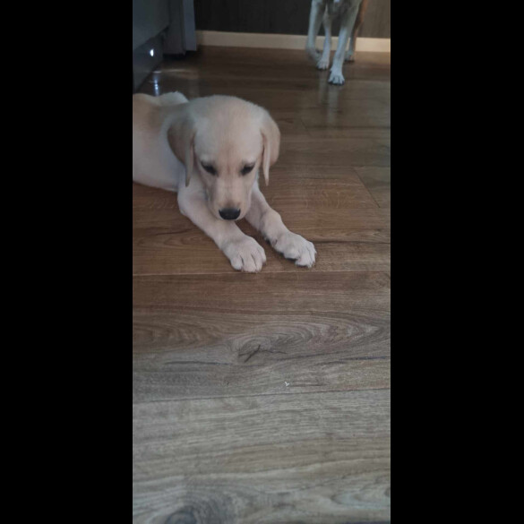 Labrador Retriever - Both