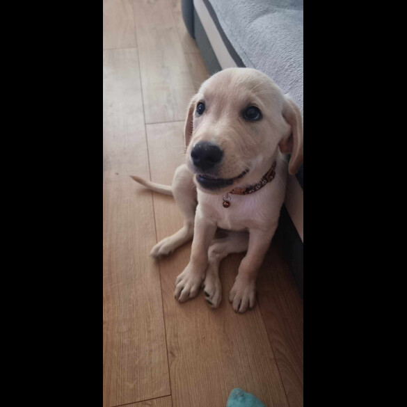 Labrador Retriever - Both