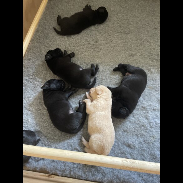 Labrador Retriever - Dogs