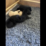 Labrador Retriever - Dogs