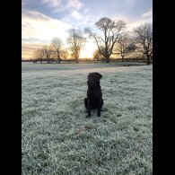 Labrador Retriever - Dogs