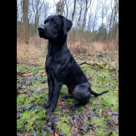 Labrador Retriever - Dogs