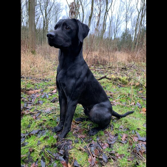 Labrador Retriever - Dogs