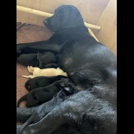 Labrador Retriever - Dogs