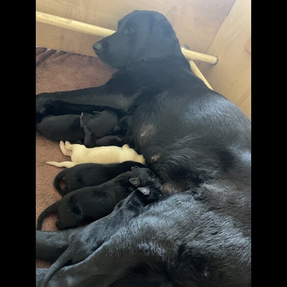 Labrador Retriever - Dogs
