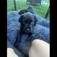 Labrador Retriever - Both