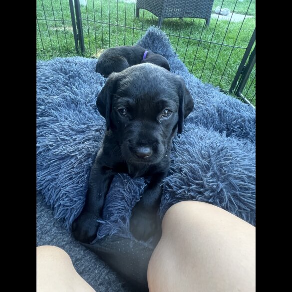 Labrador Retriever - Both