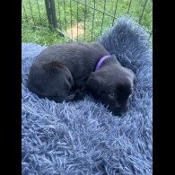 Labrador Retriever - Both