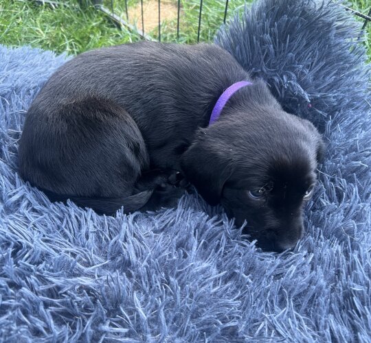 Labrador Retriever