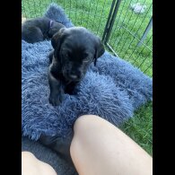 Labrador Retriever - Both