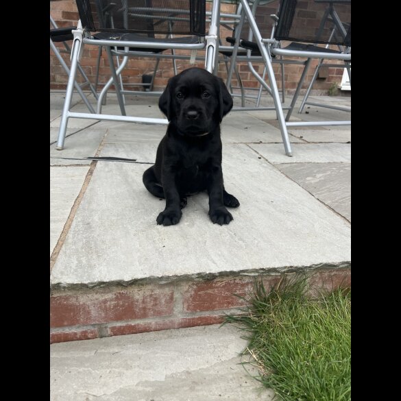 Labrador Retriever - Both