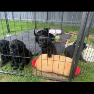 Labrador Retriever - Both