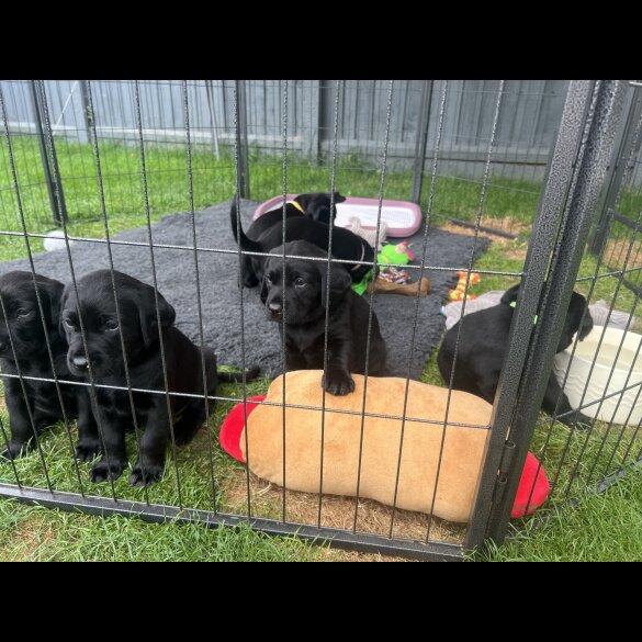 Labrador Retriever - Both