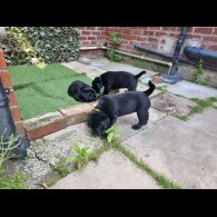 Labrador Retriever - Both