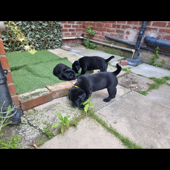 Labrador Retriever - Both