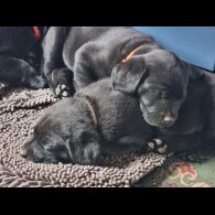 Labrador Retriever - Both