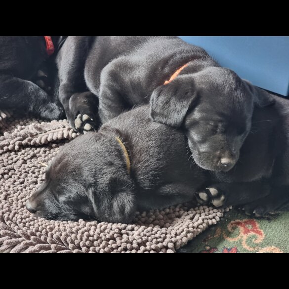 Labrador Retriever - Both