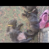 Labrador Retriever - Both