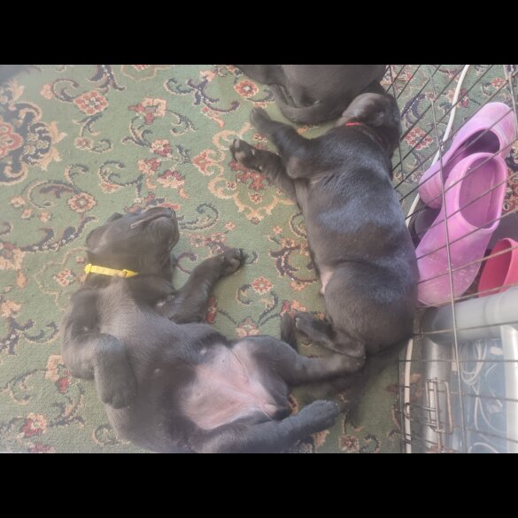 Labrador Retriever - Both