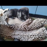 Labrador Retriever - Both