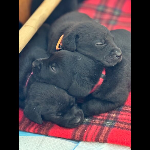Labrador Retriever - Both