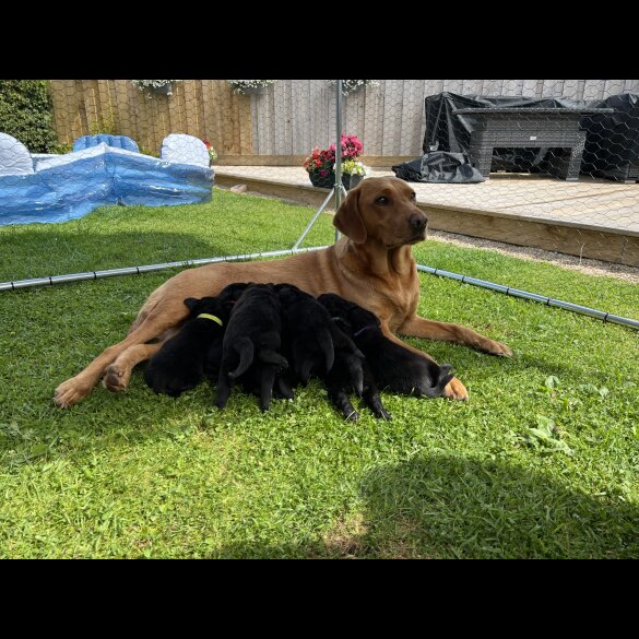 Labrador Retriever - Both