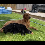Labrador Retriever - Both