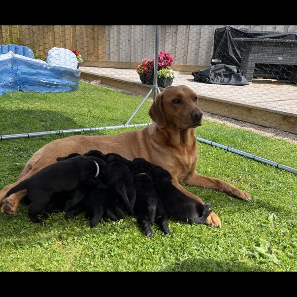 Labrador Retriever - Both