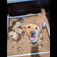 Labrador Retriever - Both