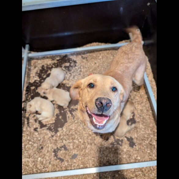 Labrador Retriever - Both