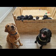 Labrador Retriever - Both