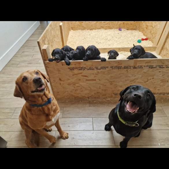 Labrador Retriever - Both