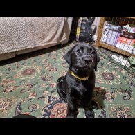 Labrador Retriever - Both