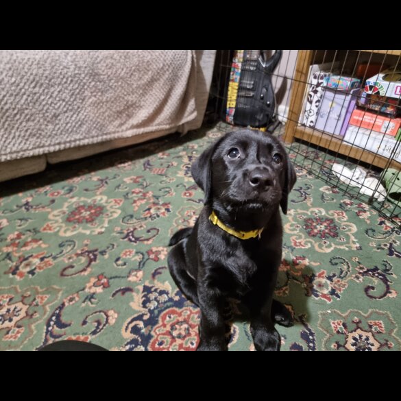 Labrador Retriever - Both