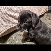Labrador Retriever - Both