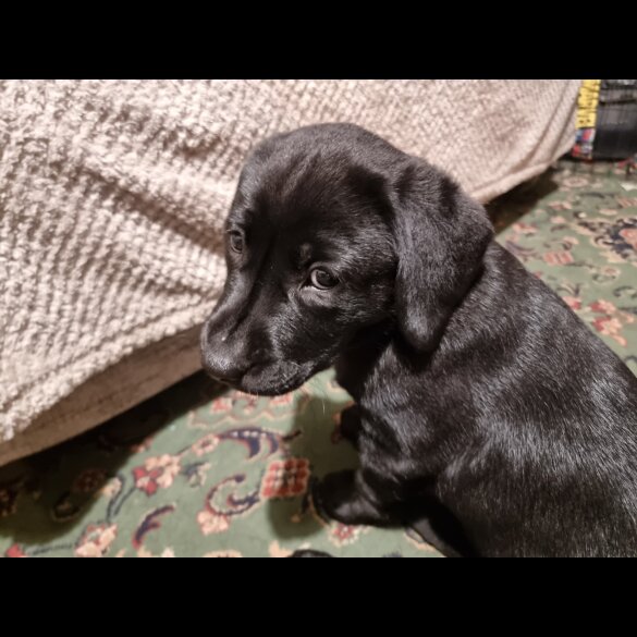 Labrador Retriever - Both