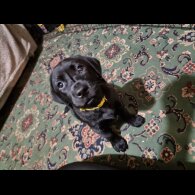 Labrador Retriever - Both