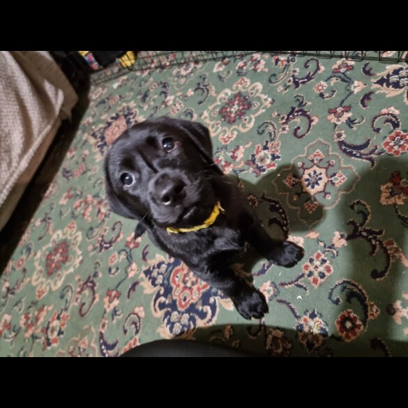 Labrador Retriever - Both