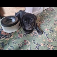 Labrador Retriever - Both