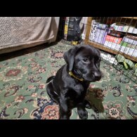 Labrador Retriever - Both