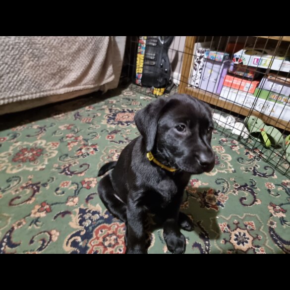Labrador Retriever - Both