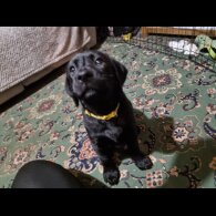Labrador Retriever - Both