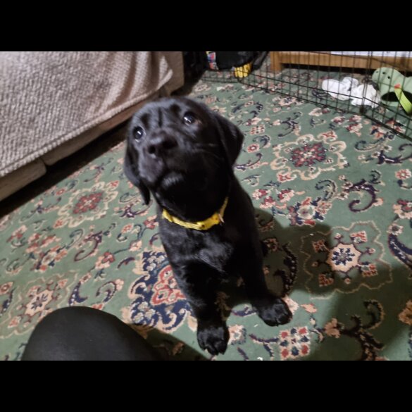 Labrador Retriever - Both
