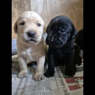 Labrador Retriever - Dogs